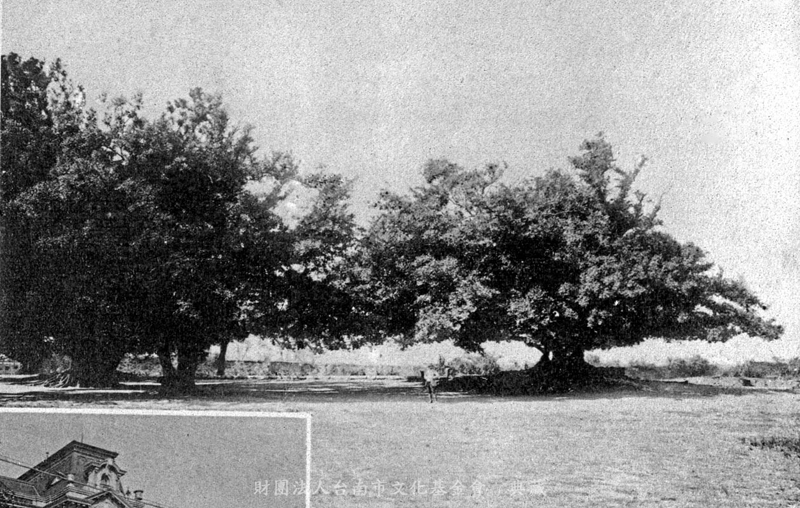 台南公園，步兵第二聯隊榕樹(成大榕園)